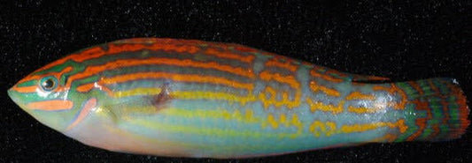 Wrasse, Adorned Orange Lined