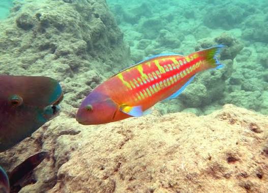 Wrasse, Christmas Checkerboard