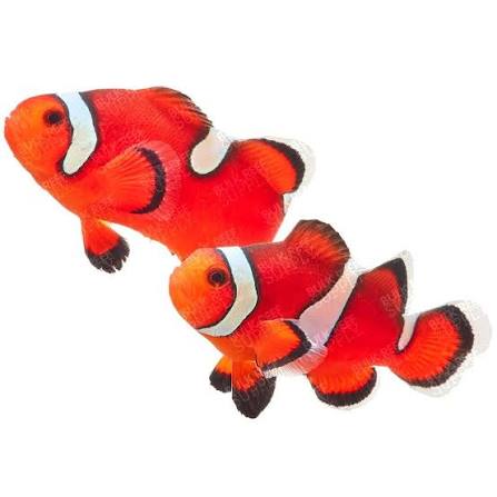 Clownfish, Ocellaris Misbar