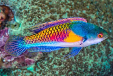 Wrasse, Yellow-Flanked Fairy