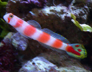 Goby, Flagtail Pinkbar