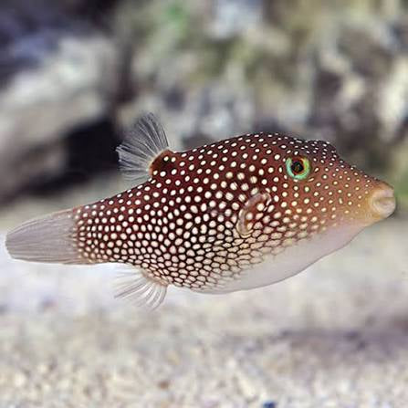 Pufferfish, Spotted Sharpnose