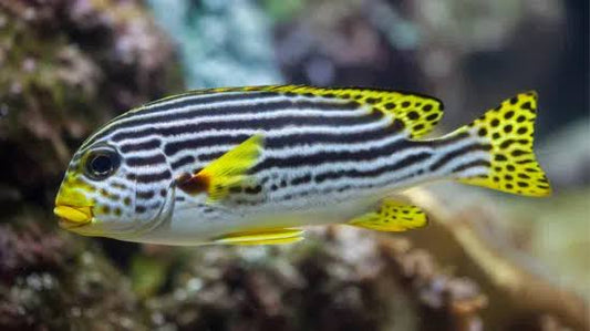 Sweetlips, Striped