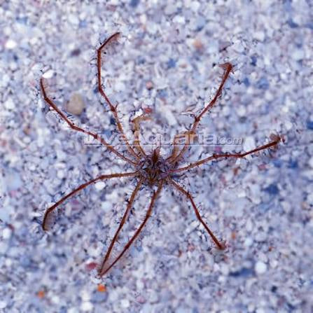 Crab, Decorator Arrow