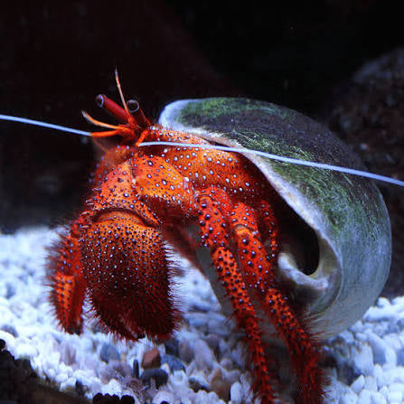 Crab, Red Hairy Hermit