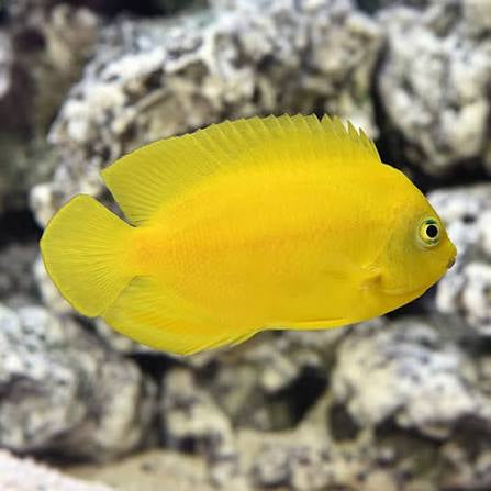 Angelfish, Yellow