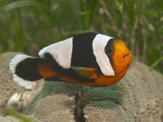 Clownfish, Saddleback