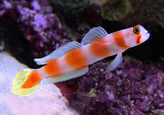 Goby, Orange Banded Prawn