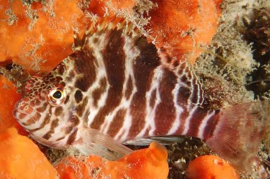 Hawkfish, Spotted