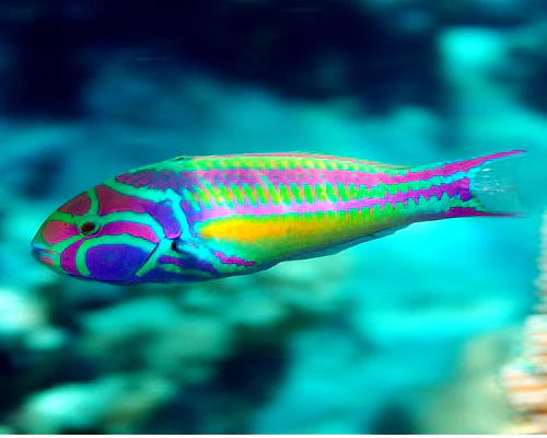 Wrasse, Pinkface