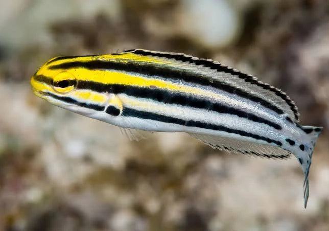 Blenny, Grammistes (Striped)