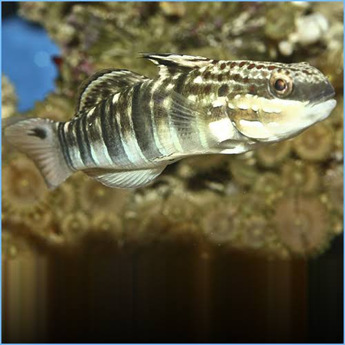 Goby, Bullet