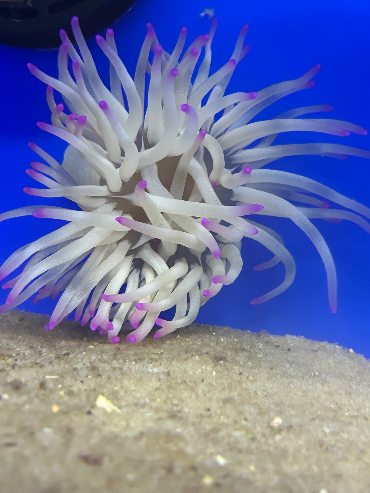 Anemone, Condy Haiti Pink Tip