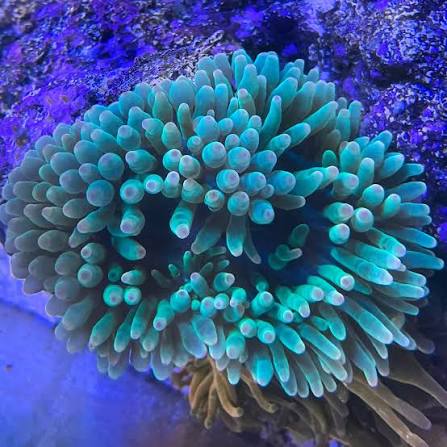 Anemone, Color Bubble