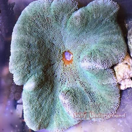 Anemone, Carpet (LG)