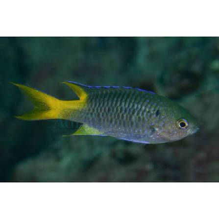 Chromis, Goldtail