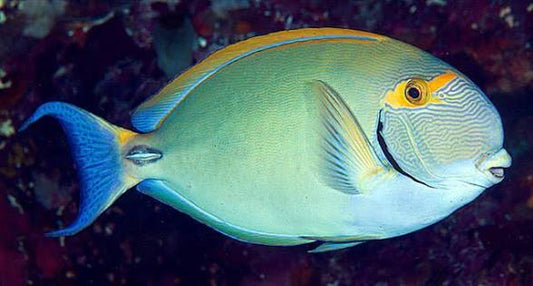 Tang, Eyestripe