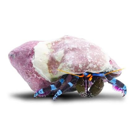 Crab, Blue Knuckle Hermit