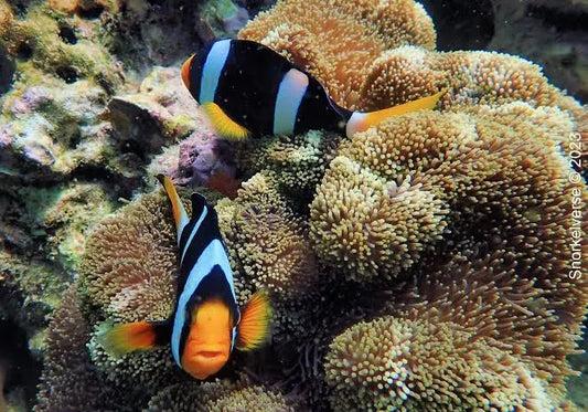 Clownfish, Clarkii