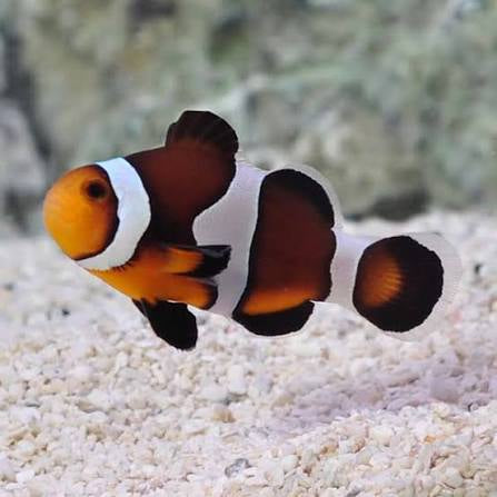 Clownfish, Caramel Mocha