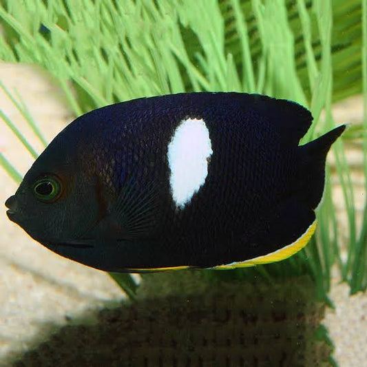 Angelfish, Keyhole