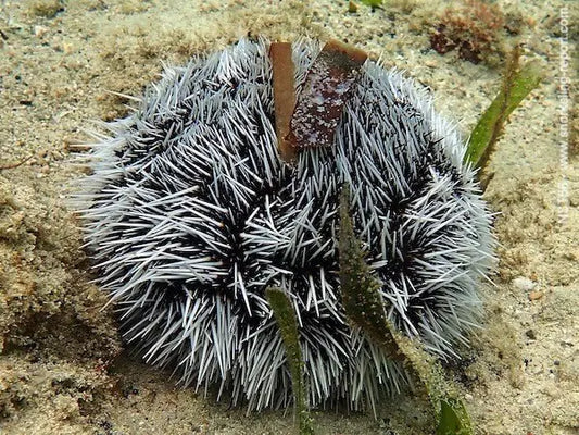 Urchin, African