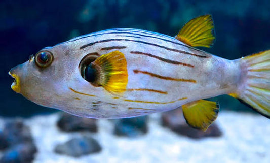 Pufferfish, Striped