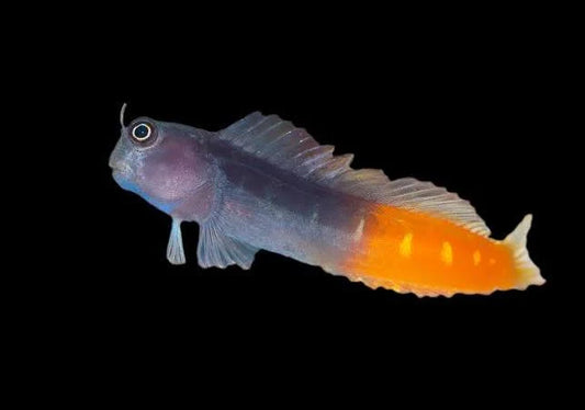 Blenny, Bicolor