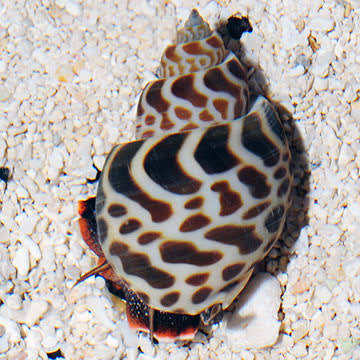 Snail, Babylon