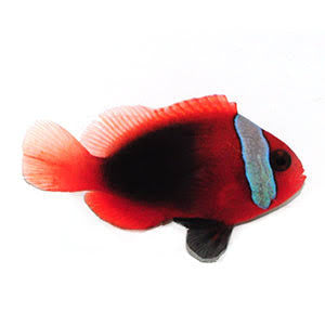 Clownfish, Blue Stripe Cinnamon