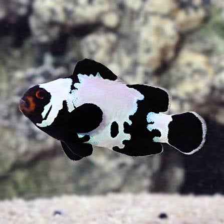 Clownfish, Blacker Ice