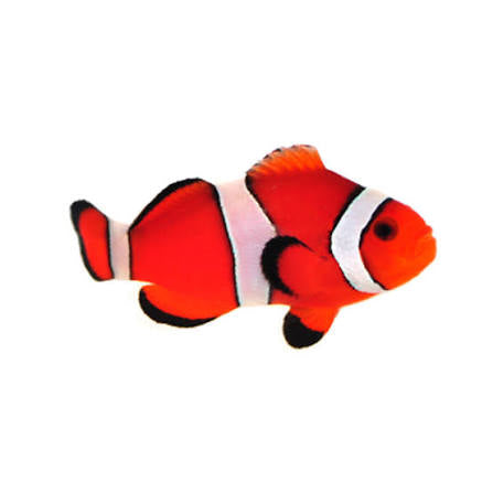 Clownfish, Orange Blaze