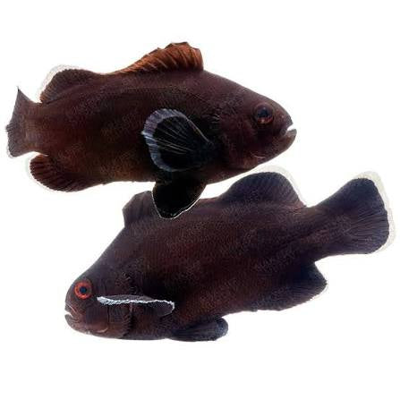 Clownfish, Midnight Black