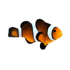 Clownfish, Sunset Mocha