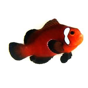 Clownfish, Chocolate Domino