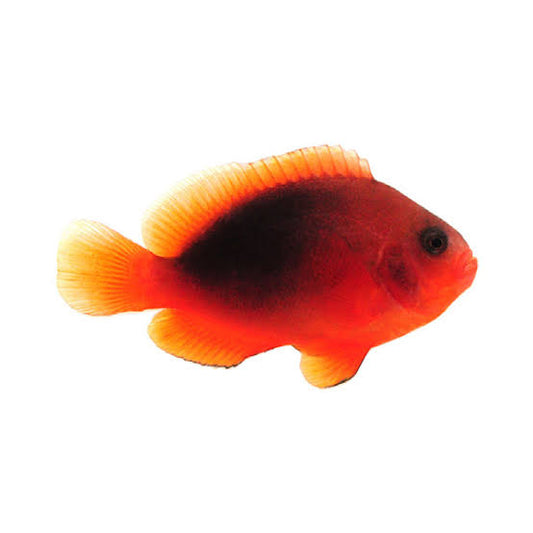 Clownfish, Fire Tomato