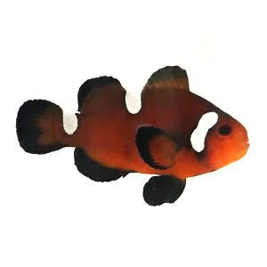 Clownfish, Nearly Naked Chocolate