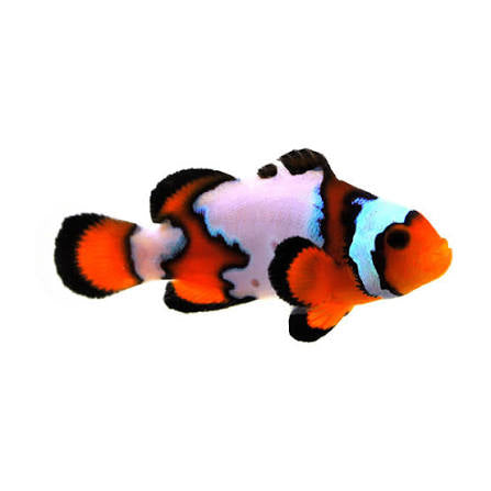 Clownfish, Ice Mocha