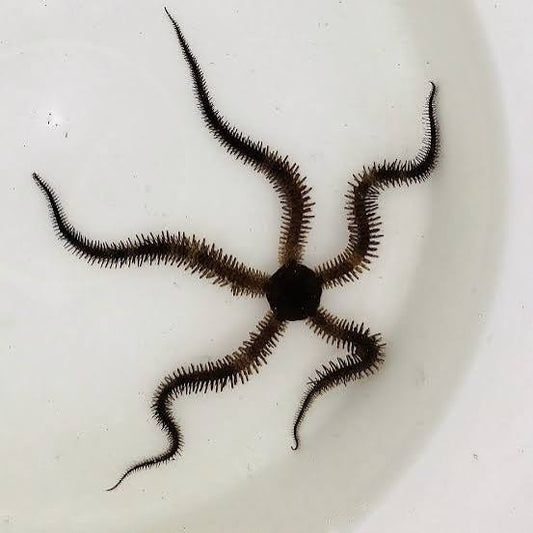 Starfish, Brittle