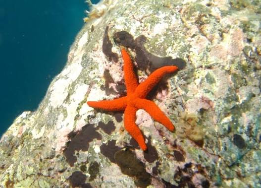 Starfish, Orange Echinaster