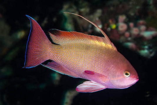 Anthias, Squamipinnis
