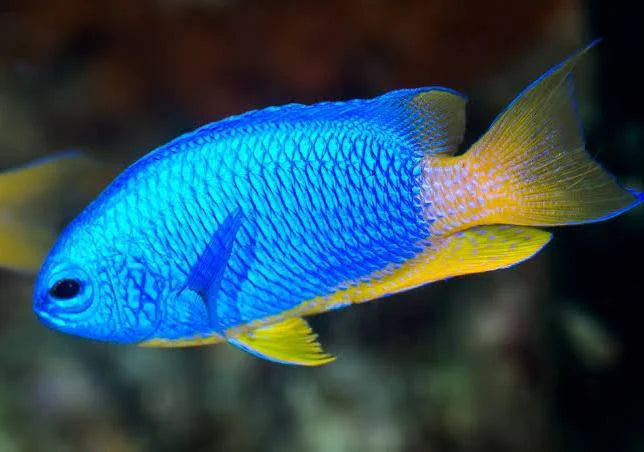 Damselfish, Neon