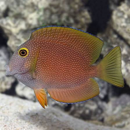Tang, Squaretail Bristletooth