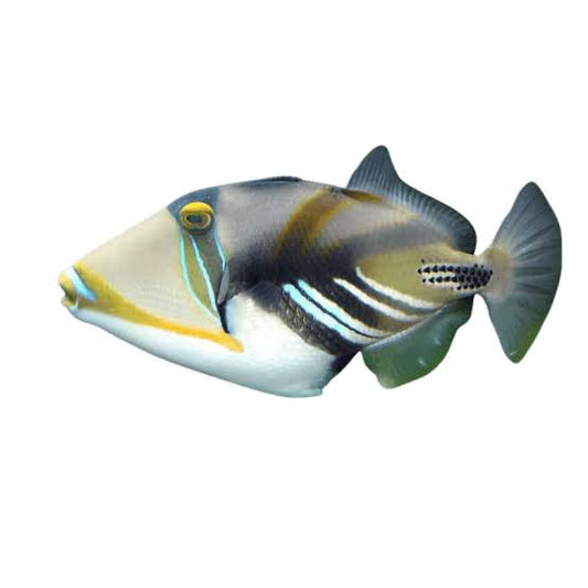 Triggerfish, Humu Humu