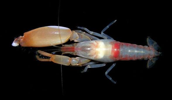 Shrimp, Pistol