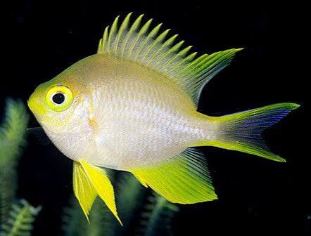 Damselfish, Staghorn