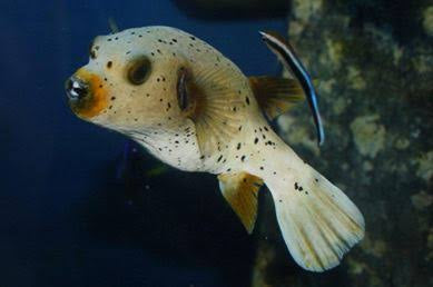 Pufferfish, Dogface
