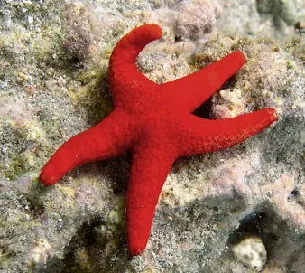 Starfish, Red Fromia