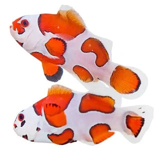 Clownfish, Orange Storm