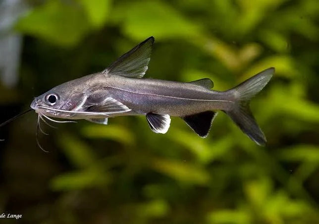 Catfish, Marine